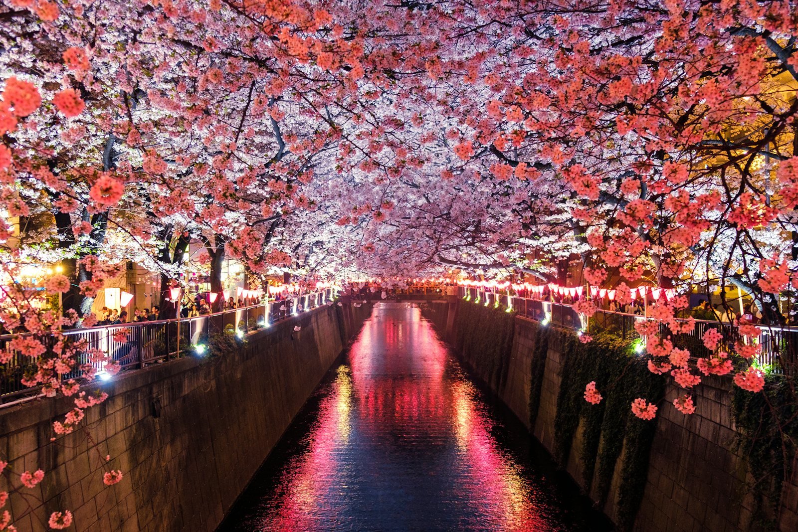 Cerisiers en fleurs illuminés le long d’un canal au Japon au crépuscule