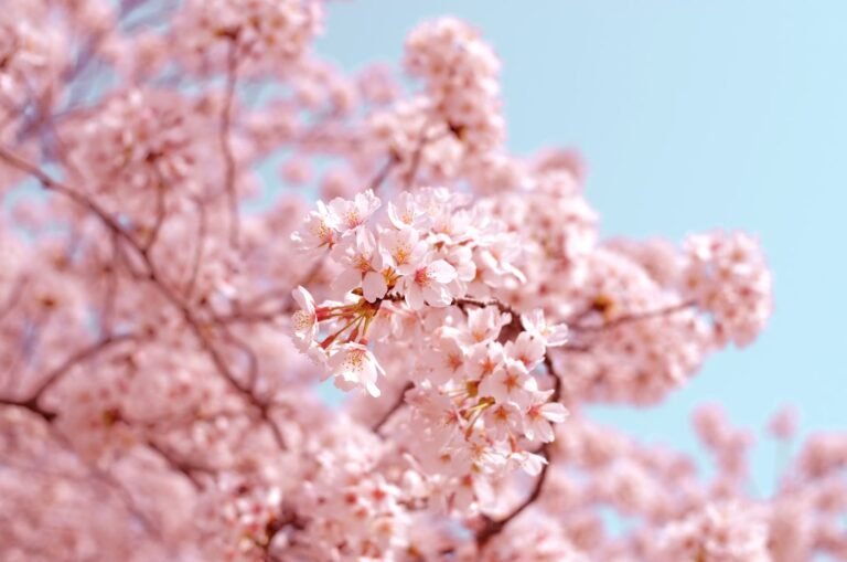 Cerisiers en fleurs devant un temple japonais au printemps